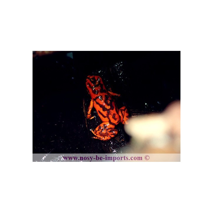 Oophaga vincentei