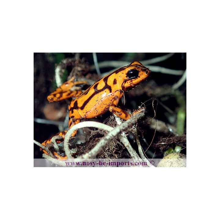 Oophaga vincentei