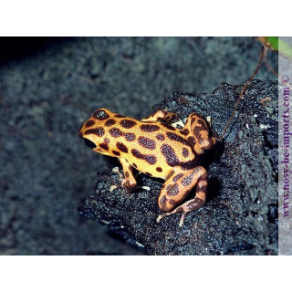 Oophaga pumilio bastimentos Cimetery