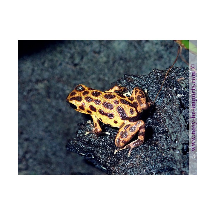 Oophaga pumilio bastimentos Cimetery