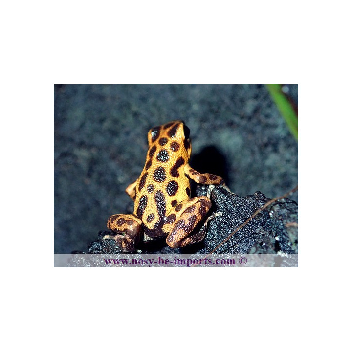 Oophaga pumilio bastimentos Cimetery