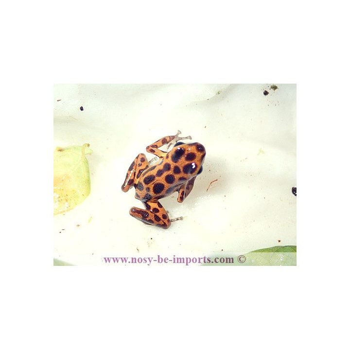 Oophaga pumilio bastimentos Cimetery