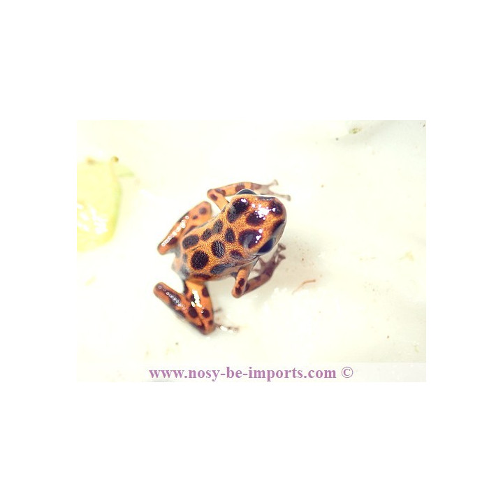 Oophaga pumilio bastimentos Cimetery