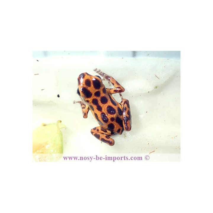 Oophaga pumilio bastimentos Cimetery