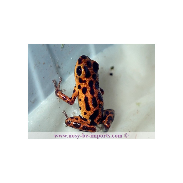 Oophaga pumilio bastimentos Cimetery