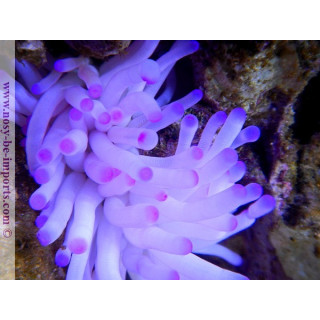 Condylactis gigantea - Anémone - Aquarium sur mesure