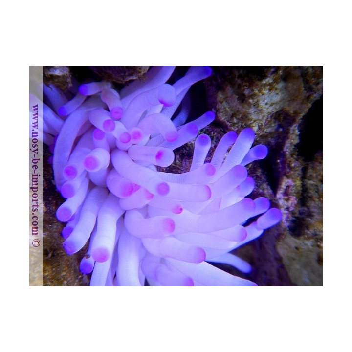 Condylactis gigantea - Anémone - Aquarium sur mesure