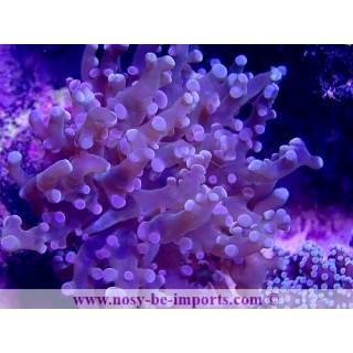 Euphyllia yaeyamaensis WYSIWYG 18022022-1