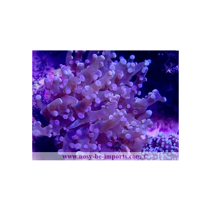 Euphyllia yaeyamaensis WYSIWYG 18022022-1