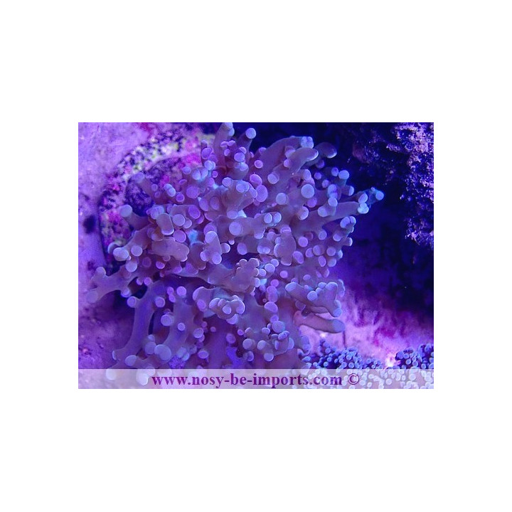 Euphyllia yaeyamaensis WYSIWYG 18022022-1