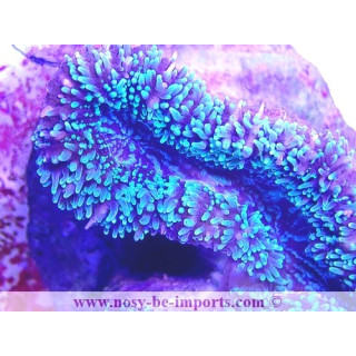 Lobophyllia sp. WYSIWYG 18022022-2
