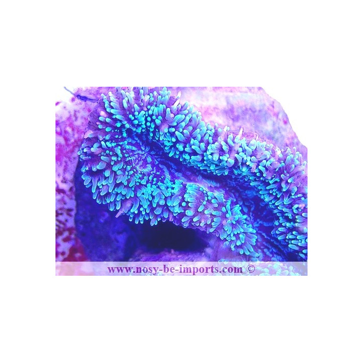 Lobophyllia sp. WYSIWYG 18022022-2