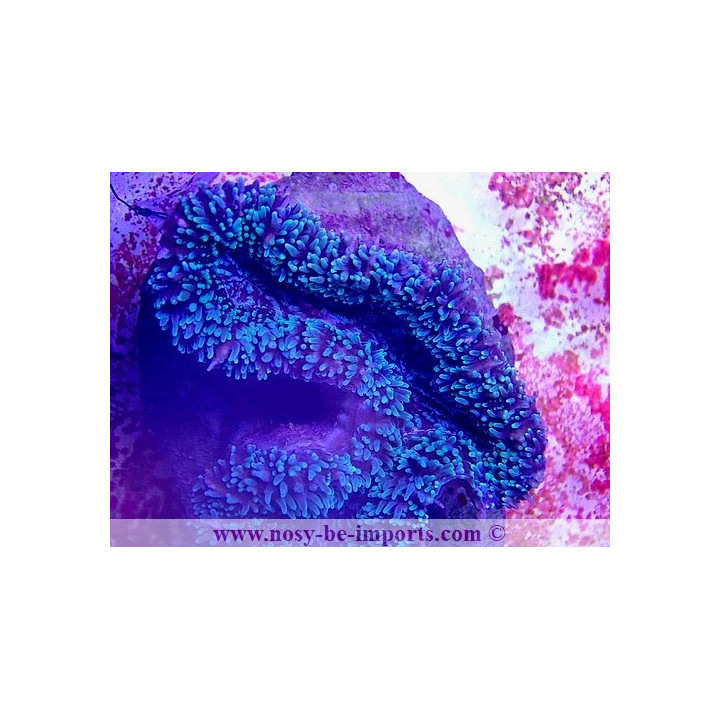 Lobophyllia sp. WYSIWYG 18022022-2