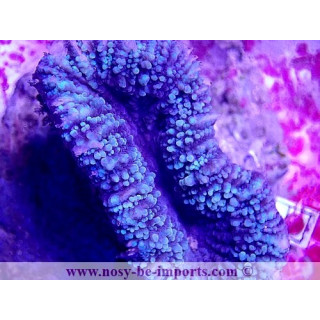 Lobophyllia sp. WYSIWYG 18022022-3