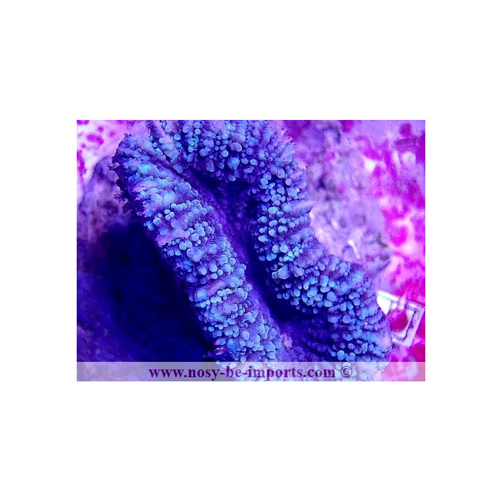 Lobophyllia sp. WYSIWYG 18022022-3