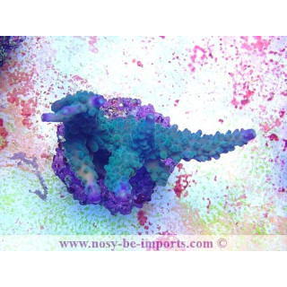 Acropora parilis WYSIWYG 18022022-5