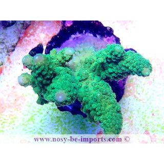 Acropora sp. WYSIWYG 18022022-6