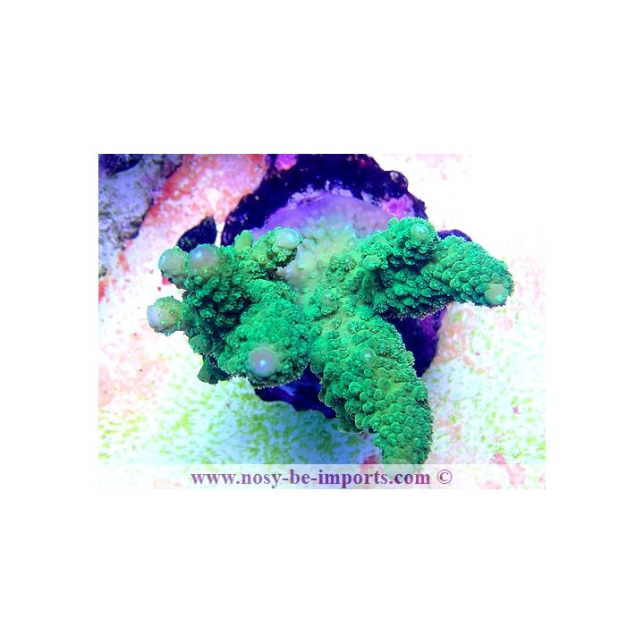 Acropora sp. WYSIWYG 18022022-6