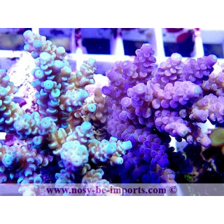 Acropora tenuis double WYSIWYG 18022022-7
