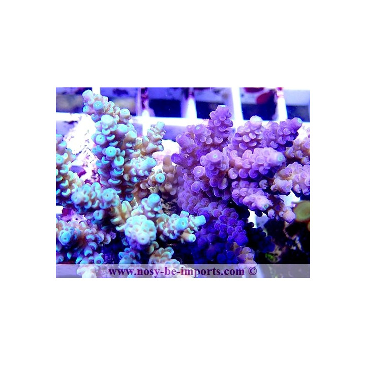 Acropora tenuis double WYSIWYG 18022022-7