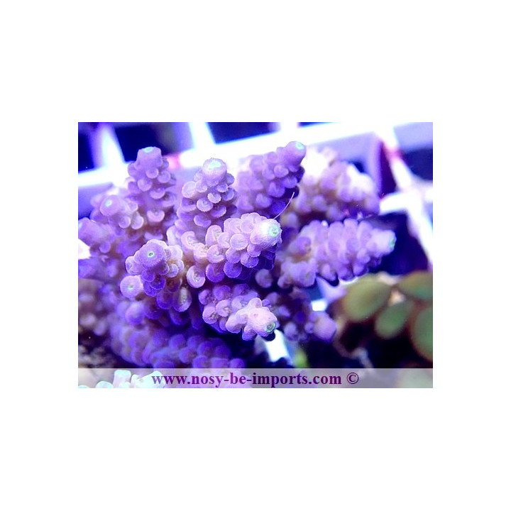 Acropora tenuis double WYSIWYG 18022022-7