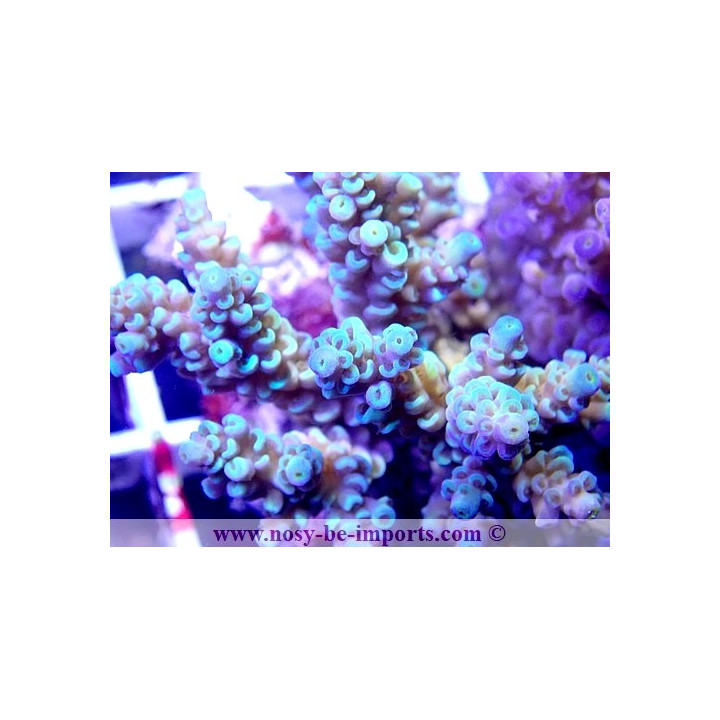 Acropora tenuis double WYSIWYG 18022022-7