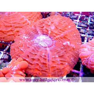 Cynarina sp. rose WYSIWYG 18022022-12