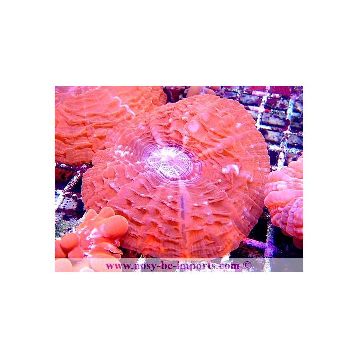 Cynarina sp. rose WYSIWYG 18022022-12