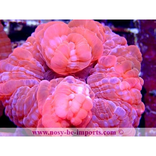 Cynarina sp. rose WYSIWYG 18022022-13