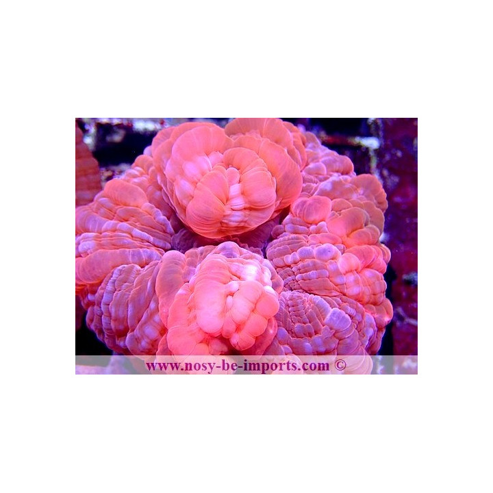 Cynarina sp. rose WYSIWYG 18022022-13