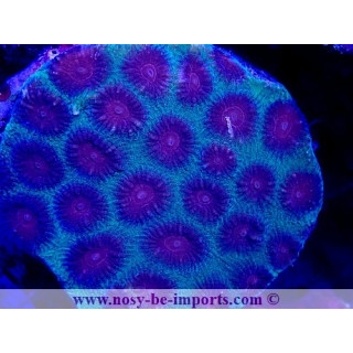 Favia sp. WYSWIYG 18022022-14
