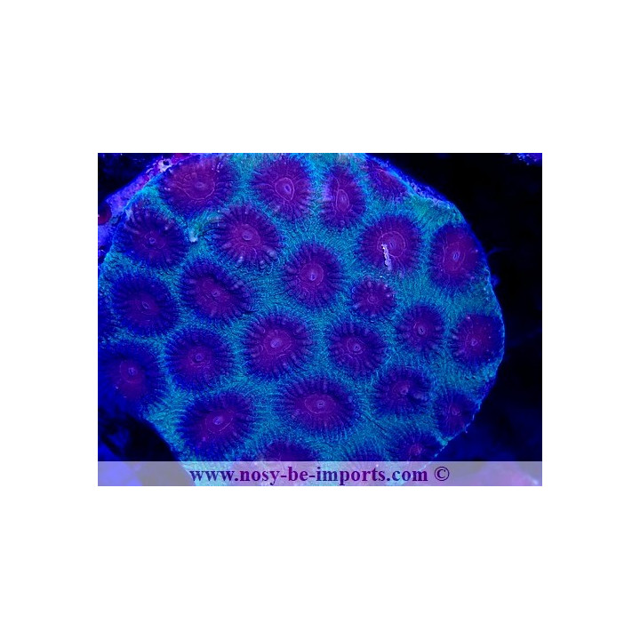 Favia sp. WYSWIYG 18022022-14
