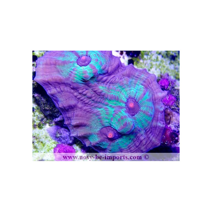 Echinophyllia sp. WYSIWYG 18022022-15