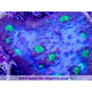 Echinophyllia sp. WYSIWYG 18022022-16