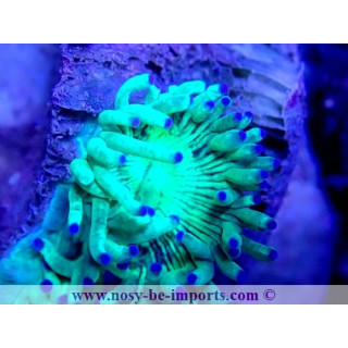 Catalaphyllia sp. WYSIWYG 18022022-18