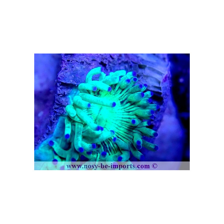 Catalaphyllia sp. WYSIWYG 18022022-18