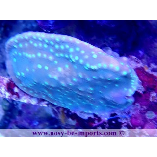 Turbinaria regniformis WYSIWYG 18022022-18