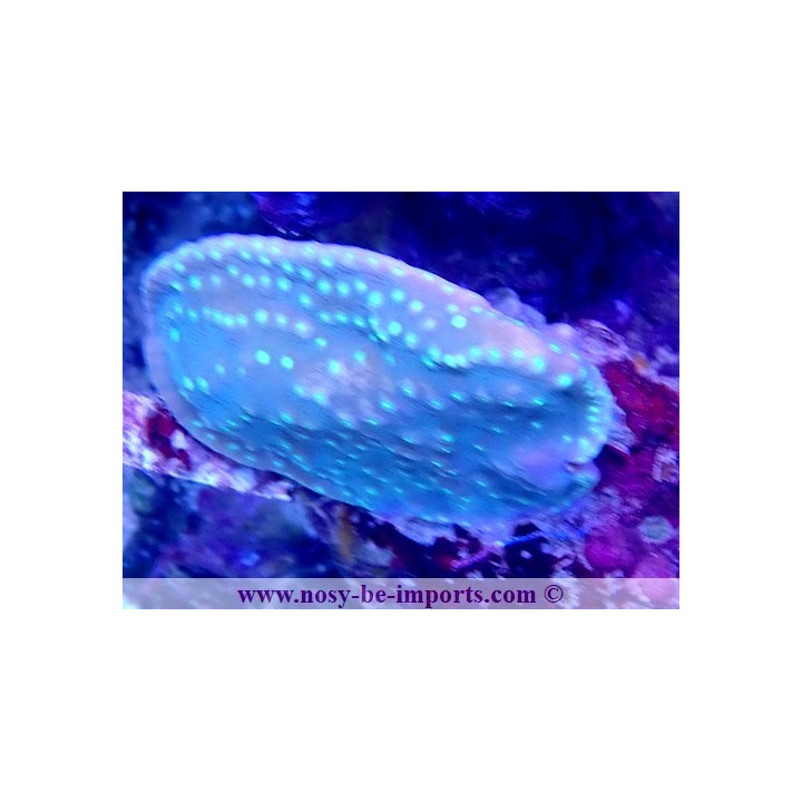 Turbinaria regniformis WYSIWYG 18022022-18