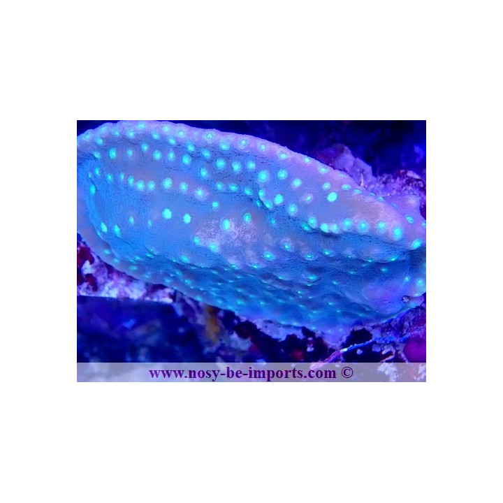 Turbinaria regniformis WYSIWYG 18022022-18