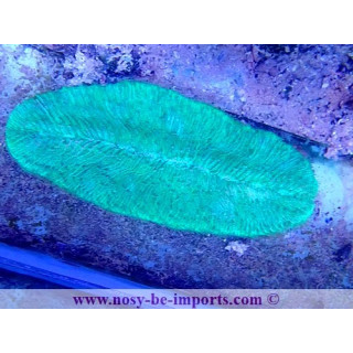 Herpolitha limax WYSIWYG 18022022-20