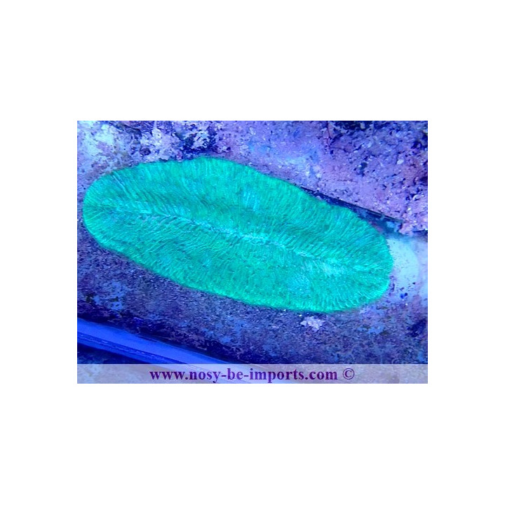 Herpolitha limax