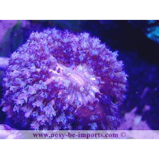 Rhodactis sanctithomae bleu WYSIWYG 18022022-21