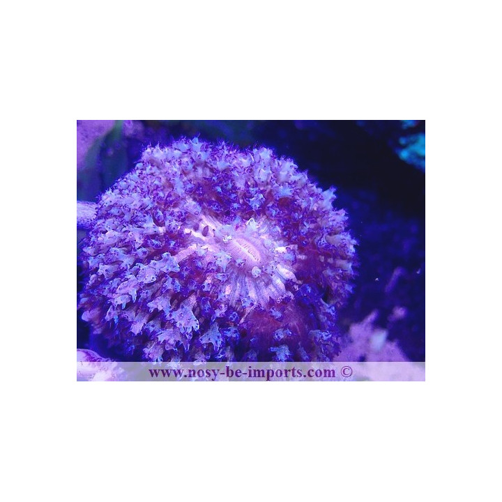 Rhodactis sanctithomae bleu WYSIWYG 18022022-21