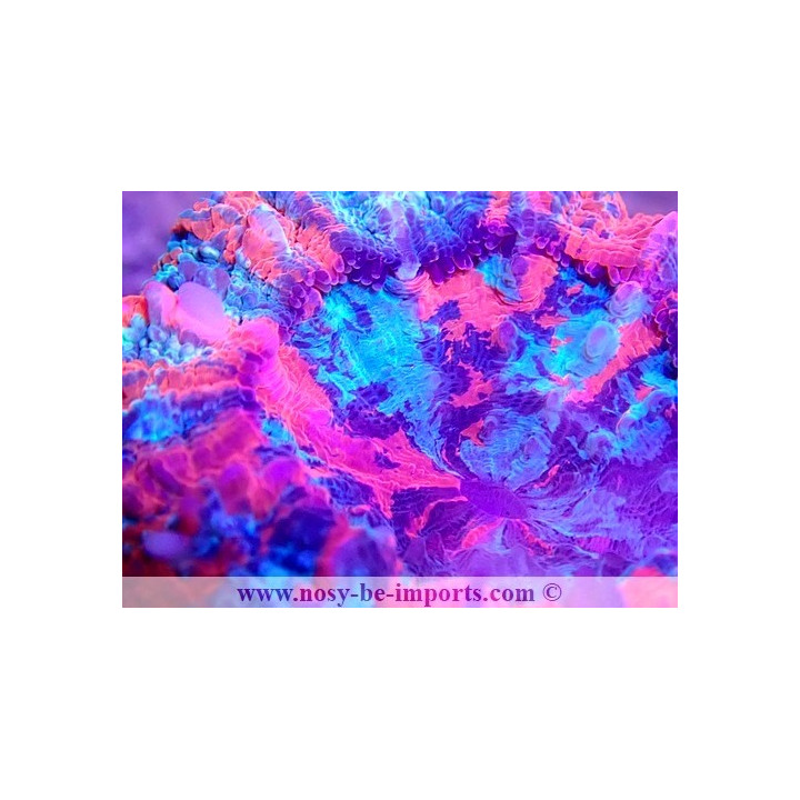 Acanthophyllia deshayesiana WYSIWYG 18022022-22