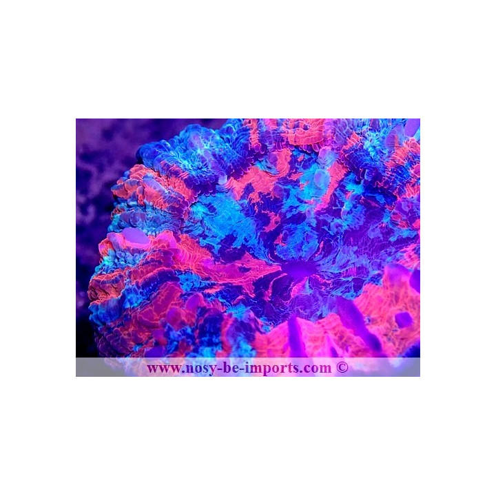 Acanthophyllia deshayesiana WYSIWYG 18022022-22