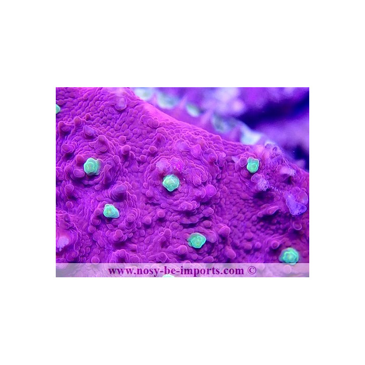 Echinophyllia sp. WYSIWYG 18022022-23