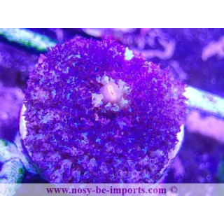 Rhodactis sanctithomae bleu WYSIWYG 18022022-23