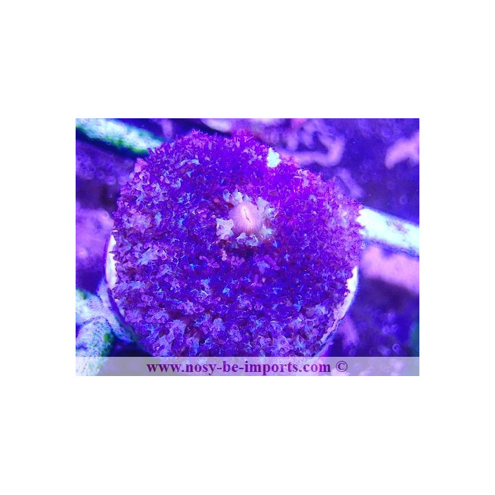 Rhodactis sanctithomae bleu WYSIWYG 18022022-23
