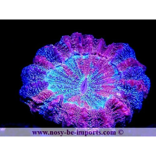 Acanthophyllia deshayesiana WYSIWYG 18022022-24