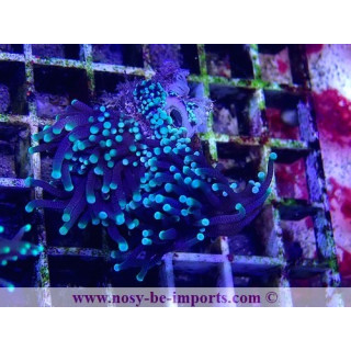 Euphyllia glabrescens WYSIWYG 18022022-26